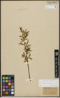 Foto von Salix alba L. x Salix fragilis L.